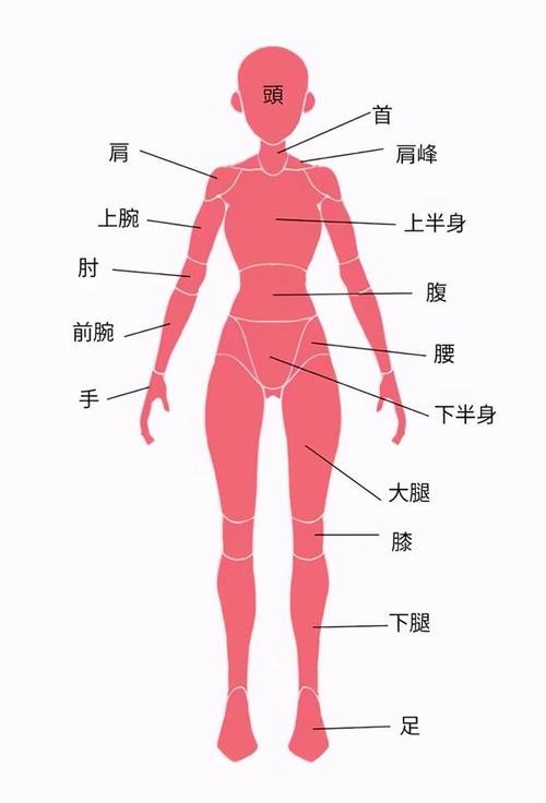 身体哪个部位最干净,人体洁净之奥秘解析_精选解释落实